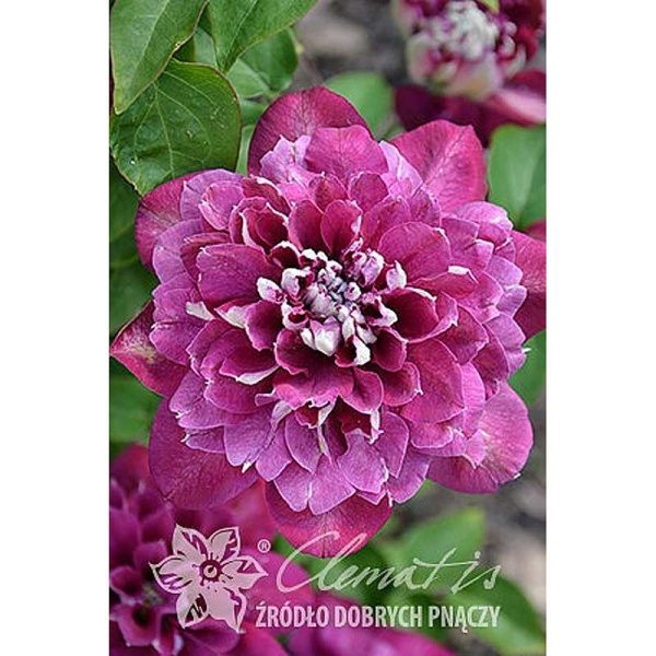 Клематис Хот Киссес P9 шт