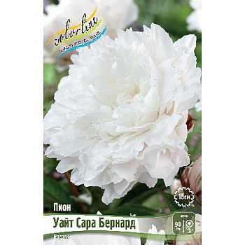 Пион Уайт Сара Бернард 2/3 n 10 шт Биг-пак 8035