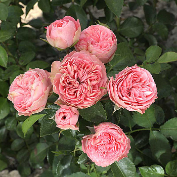 Роза спрей Плейфул рококо Садовита