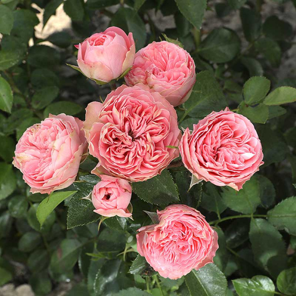 Роза спрей Плейфул рококо Садовита