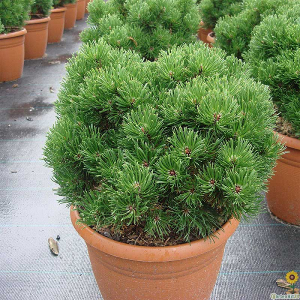 Сосна Горная Пикобелло C1.5 шт