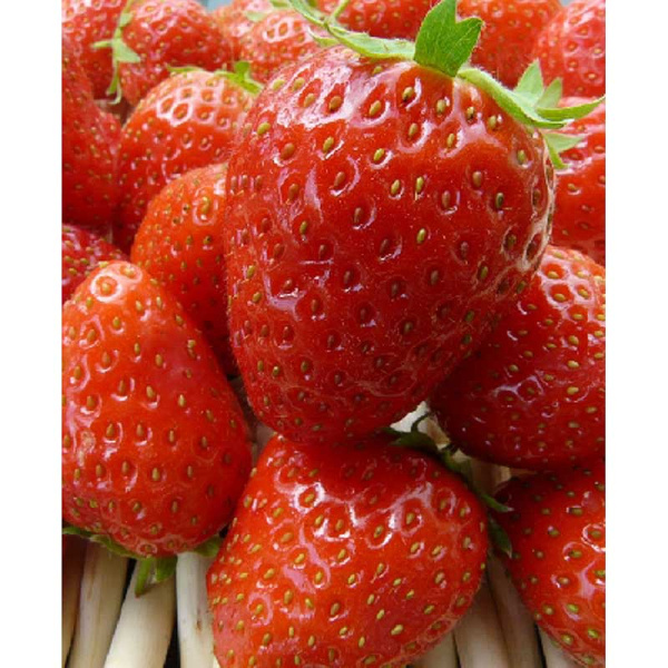 8224 Биг-Пак Земляника Садовая Мара Де Боа A 100 шт