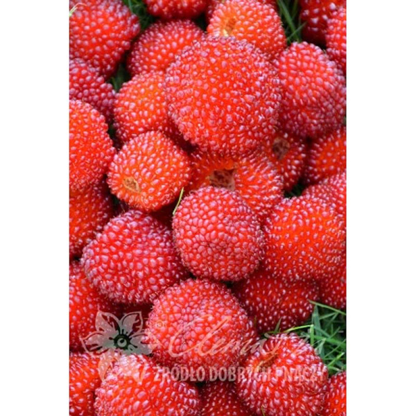 Малина Соблазнительная P9