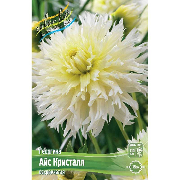 Георгина Айс Кристалл I 15 шт Шоу-бокс 9100