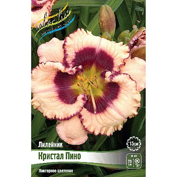 Лилейник Кристал Пино I 25 шт Биг-пак 9722