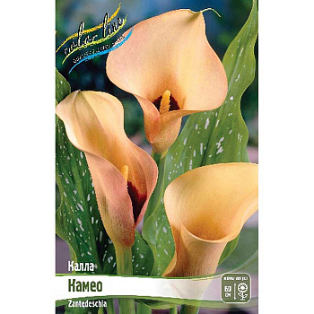 Калла Камео 12/14 30 шт Шоу-бокс 8708 