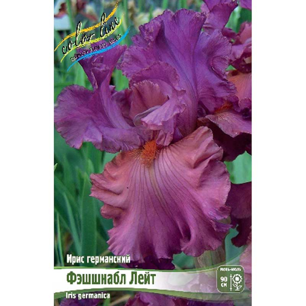Ирис Германский Фэшшнабл Лейт I 1 шт