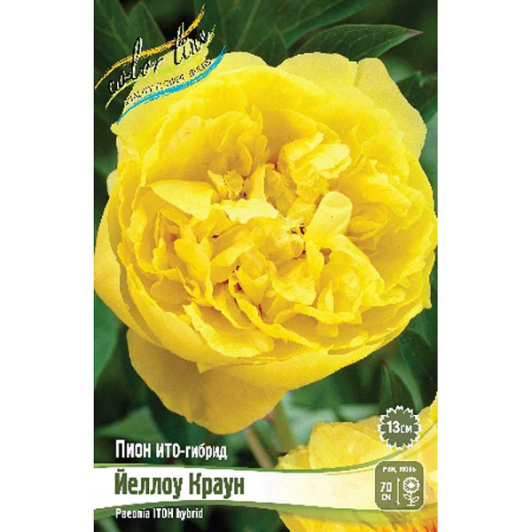 Пион Ито-Гибрид Йеллоу Краун 3/5 n 5 шт Биг-пак 16392