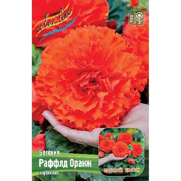 Бегония Раффлд Оранж 4/+ 40 шт Шоу-бокс 4332