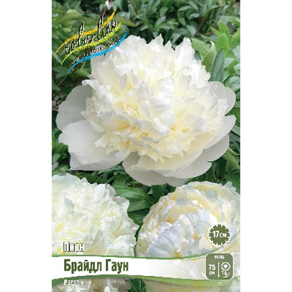 Пион Брайдл Гаун 2/3 n 1 шт