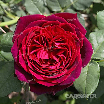 Роза шраб Графиня Харденберг Садовита