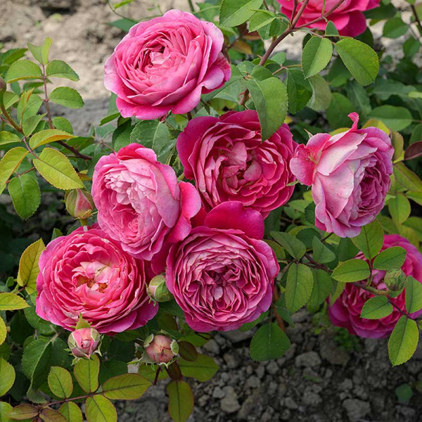 Роза Шраб Сантенер де Лей-ле Садовита