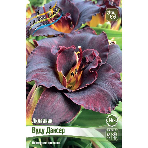 Лилейник Вуудуу Дансер I 25 шт Биг-пак 5891