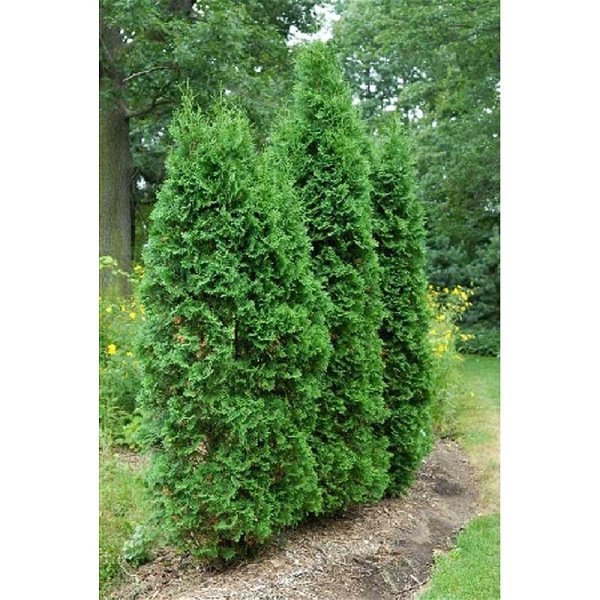 Туя Западная Пирамидалис Компакта P9