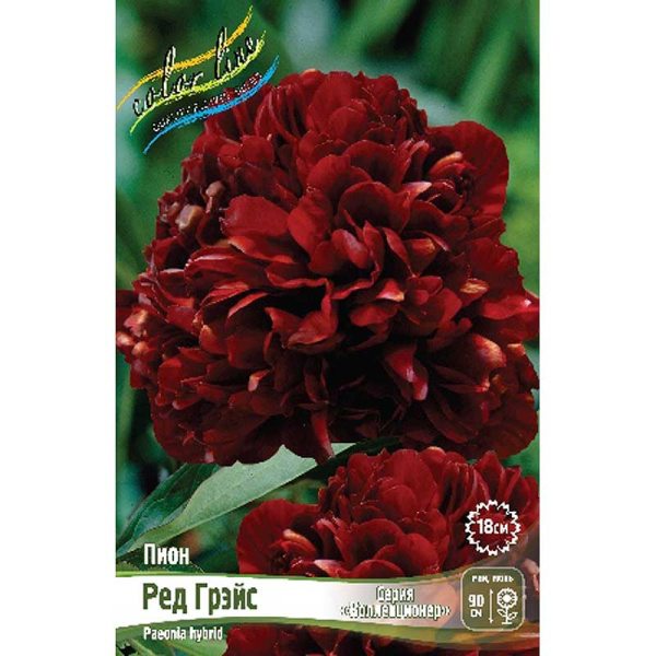 Пион Ред Грэйс 2/3 n 10 шт Биг-пак 9823