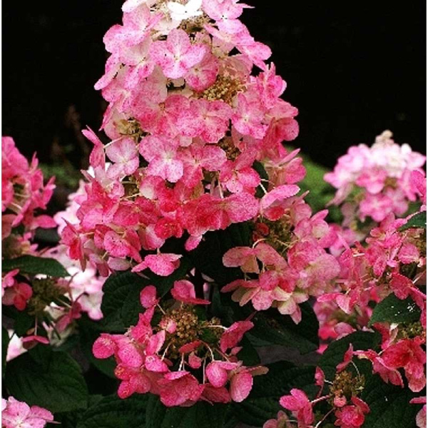 Гортензия Метельчатая Мэджикал Файр P12