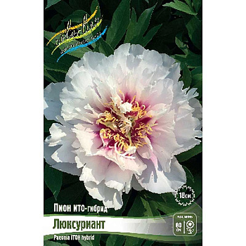 Пион Ито Люксуриант 2/3 n 1 шт