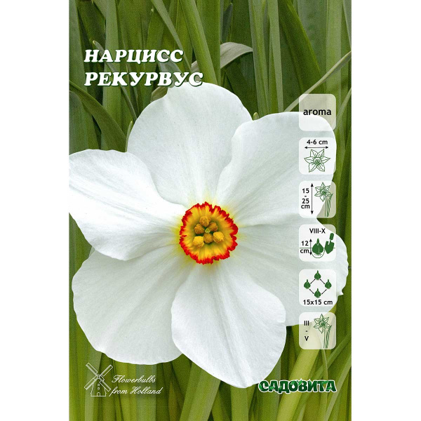 Нарцисс Рекурвус 12/14 5 шт Садовита 