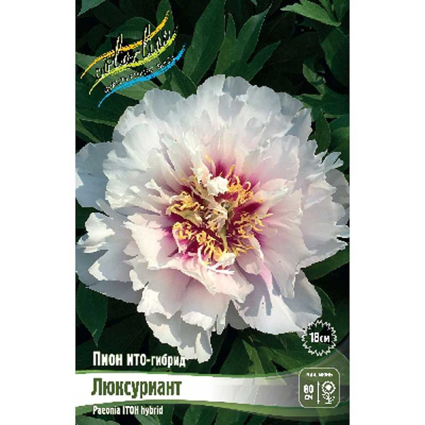 Пион Ито Люксуриант 2/3 n 1 шт