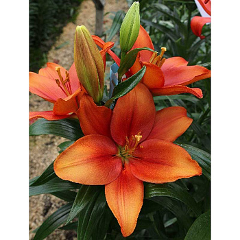 Лилия Амбер Вейвз 12/14 5 шт 