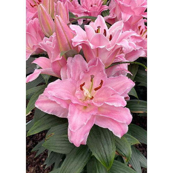 Лилия Конамара 16/18 3 шт 