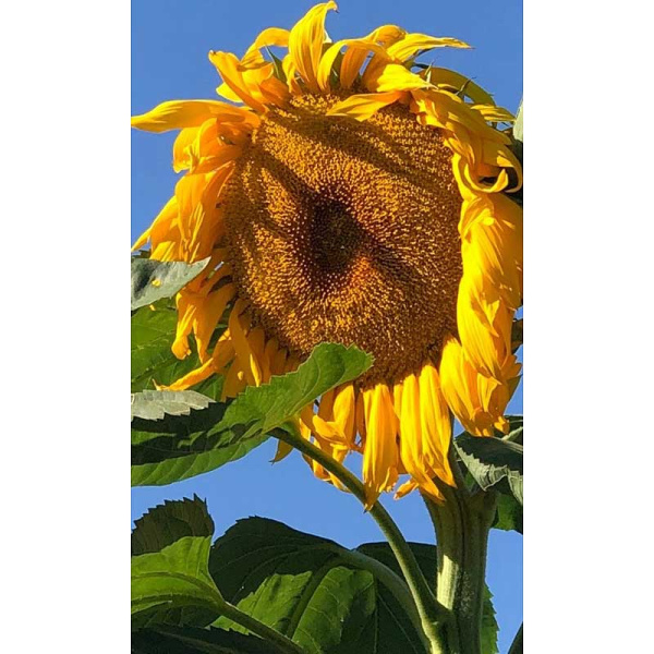 Подсолнечник Третьяковский Марс Ц 