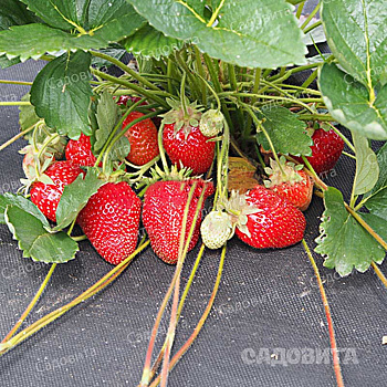 Земляника садовая Мея (цена за 40 шт.) ОСП