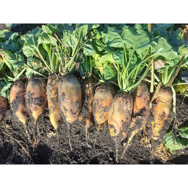 Свекла кормовая (дражированая) Бригадир 3,7кг