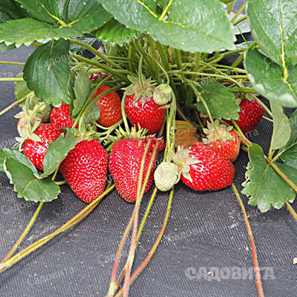 Земляника садовая Мея (цена за 40 шт.) ОСП
