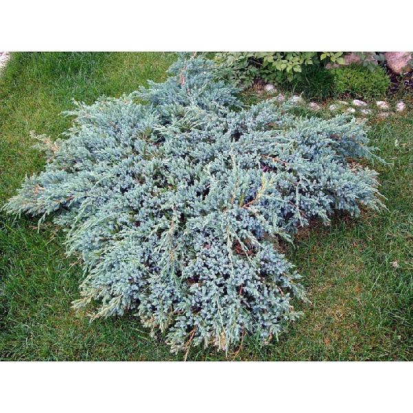 Можжевельник Чешуйчатый Блю Карпет P9