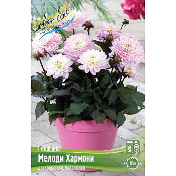 Георгина Мелоди Хармони I 1 шт