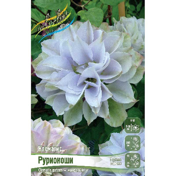 Клематис Руриокоши I 25 шт Биг-пак 8679