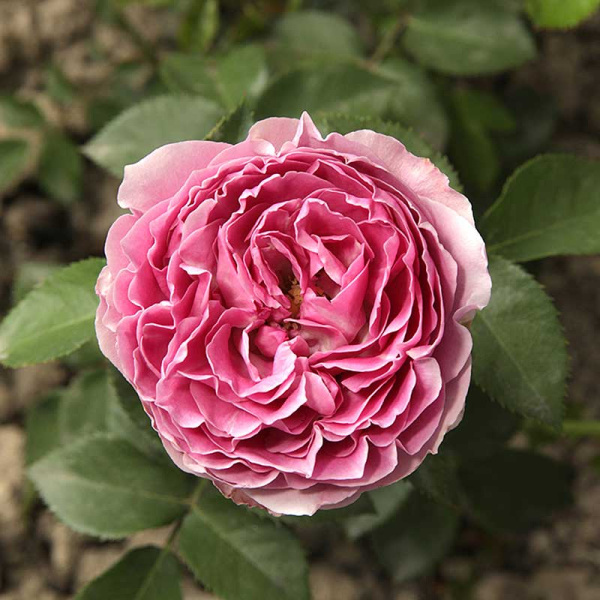 Роза спрей Мисти баблс Садовита