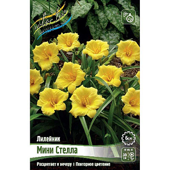Лилейник Мини Стелла I 25 шт Биг-пак 6133