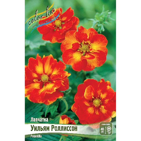 5456 Биг-Пак Лапчатка Уильям Роллиссон I 25 шт