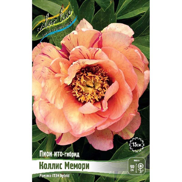 Пион Ито Коллис Мемори 2/3 n 1 шт