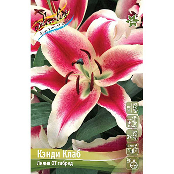 Лилия Кэнди Клаб 12/14 5 шт 