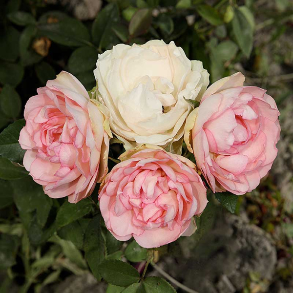 Роза флорибунда Стефани Баронин цу Гуттенберг Садо