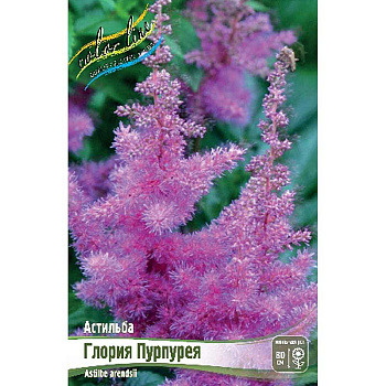 Астильба Глория Пурпурея 2/3 n 25 шт Биг-пак 1845