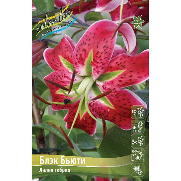 Лилия Блэк Бьюти 12/14 25 шт Биг-пак 10578