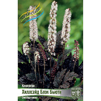 Клопогон Хиллсайд Блэк Бьюти I 1 шт