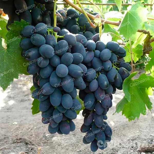 Виноград Кодрянка ранний Садовита