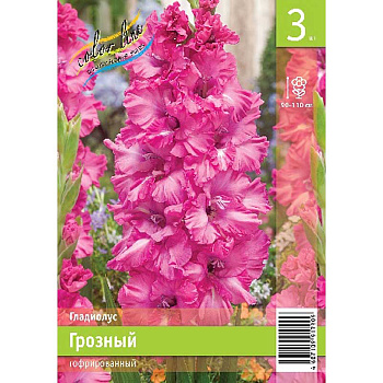 Гладиолус Грозный 10/12 3 Эконом шт