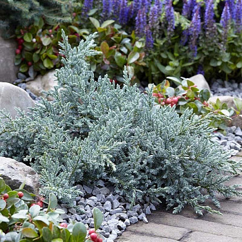 Можжевельник Чешуйчатый Тропикал Блю C3 15-20