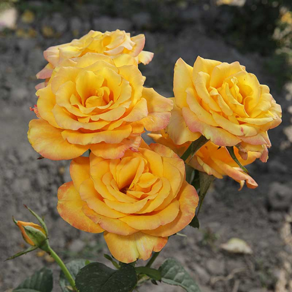 Роза чайно-гибридная Тайкун Садовита