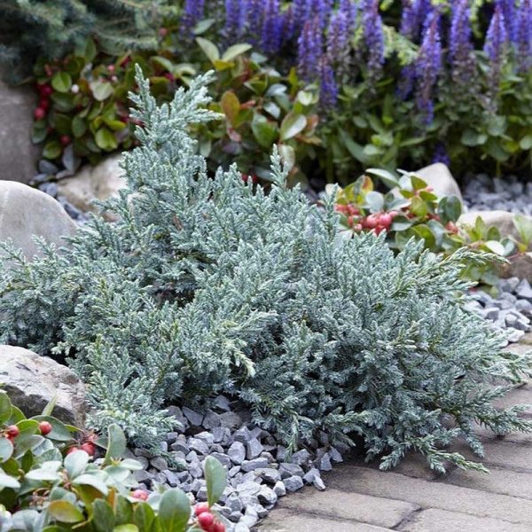 Можжевельник Чешуйчатый Тропикал Блю C3 15-20