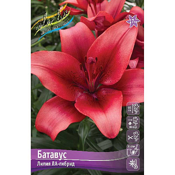 Лилия Батавус 10/12 7 шт 