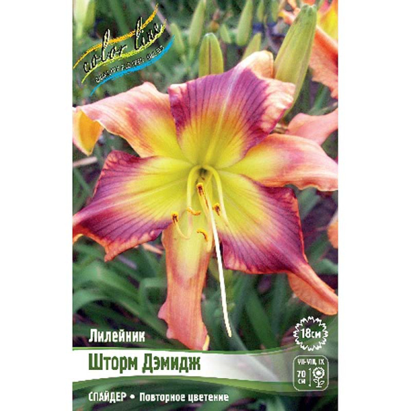 Лилейник Шторм Дэмидж I 25 шт Биг-пак 6632