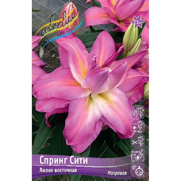 Лилия Спринг Сити 12/14 25 шт Биг-пак 10286