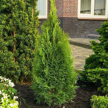 Туя Западная Пти Смарагд P9